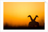 Giraffes, Nxai Pan National Park, Botswana by Anonymous