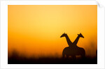 Giraffes, Nxai Pan National Park, Botswana by Anonymous