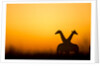 Giraffes, Nxai Pan National Park, Botswana by Anonymous
