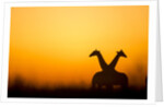 Giraffes, Nxai Pan National Park, Botswana by Anonymous