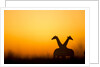 Giraffes, Nxai Pan National Park, Botswana by Anonymous