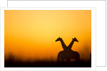 Giraffes, Nxai Pan National Park, Botswana by Anonymous