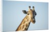 Giraffe, Moremi Game Reserve, Botswana by Anonymous