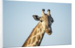 Giraffe, Moremi Game Reserve, Botswana by Anonymous