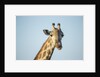 Giraffe, Moremi Game Reserve, Botswana by Anonymous