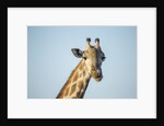 Giraffe, Moremi Game Reserve, Botswana by Anonymous