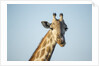 Giraffe, Moremi Game Reserve, Botswana by Anonymous