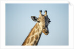 Giraffe, Moremi Game Reserve, Botswana by Anonymous