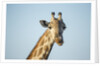 Giraffe, Moremi Game Reserve, Botswana by Anonymous