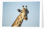 Giraffe, Moremi Game Reserve, Botswana by Anonymous