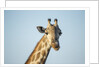 Giraffe, Moremi Game Reserve, Botswana by Anonymous