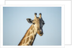 Giraffe, Moremi Game Reserve, Botswana by Anonymous
