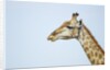 Giraffe, Moremi Game Reserve, Botswana by Anonymous
