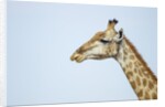 Giraffe, Moremi Game Reserve, Botswana by Anonymous