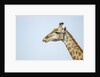 Giraffe, Moremi Game Reserve, Botswana by Anonymous