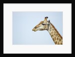 Giraffe, Moremi Game Reserve, Botswana by Anonymous