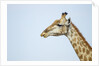 Giraffe, Moremi Game Reserve, Botswana by Anonymous