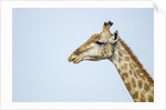 Giraffe, Moremi Game Reserve, Botswana by Anonymous