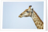 Giraffe, Moremi Game Reserve, Botswana by Anonymous