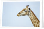 Giraffe, Moremi Game Reserve, Botswana by Anonymous