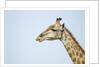 Giraffe, Moremi Game Reserve, Botswana by Anonymous