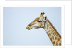 Giraffe, Moremi Game Reserve, Botswana by Anonymous