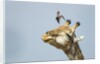 Giraffe and Pesky Bird, Moremi Game Reserve, Botswana by Anonymous