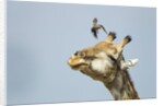 Giraffe and Pesky Bird, Moremi Game Reserve, Botswana by Anonymous