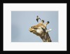 Giraffe and Pesky Bird, Moremi Game Reserve, Botswana by Anonymous