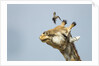 Giraffe and Pesky Bird, Moremi Game Reserve, Botswana by Anonymous