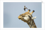 Giraffe and Pesky Bird, Moremi Game Reserve, Botswana by Anonymous