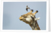 Giraffe and Pesky Bird, Moremi Game Reserve, Botswana by Anonymous