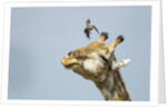 Giraffe and Pesky Bird, Moremi Game Reserve, Botswana by Anonymous