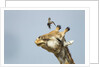 Giraffe and Pesky Bird, Moremi Game Reserve, Botswana by Anonymous