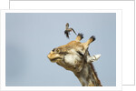 Giraffe and Pesky Bird, Moremi Game Reserve, Botswana by Anonymous