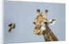 Giraffe and Red-Billed Oxpeckers, Moremi Game Reserve, Botswana by Anonymous