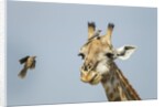 Giraffe and Red-Billed Oxpeckers, Moremi Game Reserve, Botswana by Anonymous