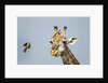 Giraffe and Red-Billed Oxpeckers, Moremi Game Reserve, Botswana by Anonymous