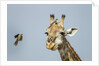 Giraffe and Red-Billed Oxpeckers, Moremi Game Reserve, Botswana by Anonymous