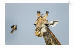 Giraffe and Red-Billed Oxpeckers, Moremi Game Reserve, Botswana by Anonymous