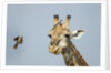Giraffe and Red-Billed Oxpeckers, Moremi Game Reserve, Botswana by Anonymous