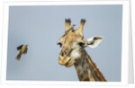 Giraffe and Red-Billed Oxpeckers, Moremi Game Reserve, Botswana by Anonymous
