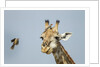 Giraffe and Red-Billed Oxpeckers, Moremi Game Reserve, Botswana by Anonymous