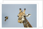 Giraffe and Red-Billed Oxpeckers, Moremi Game Reserve, Botswana by Anonymous