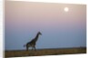 Giraffe and Moonrise, Chobe National Park, Botswana by Anonymous