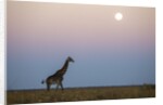 Giraffe and Moonrise, Chobe National Park, Botswana by Anonymous