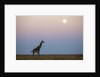 Giraffe and Moonrise, Chobe National Park, Botswana by Anonymous