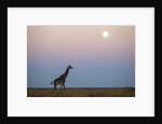 Giraffe and Moonrise, Chobe National Park, Botswana by Anonymous