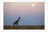 Giraffe and Moonrise, Chobe National Park, Botswana by Anonymous