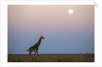 Giraffe and Moonrise, Chobe National Park, Botswana by Anonymous